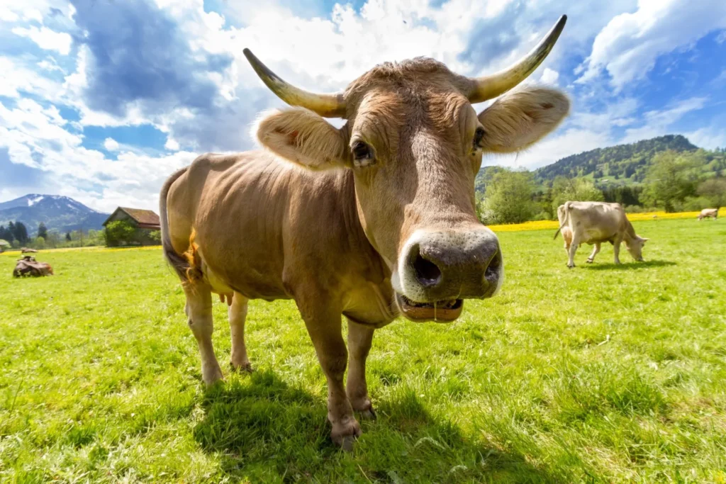 CowPasture